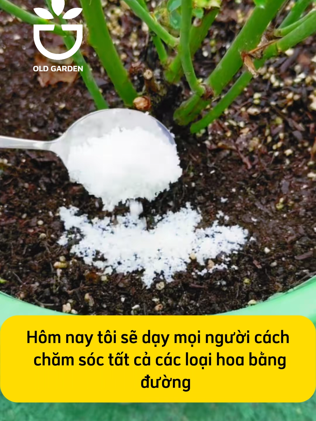 Tác dụng của đường đối với sự phát triển của cây trồng #meovuon #meotrongcay #yeuvuon #hoalan #trongcay