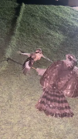 باز #سوبر #جانبو #طرح #الحماد #طريف #ابو العلا #افلح_من_ذكر_الله 