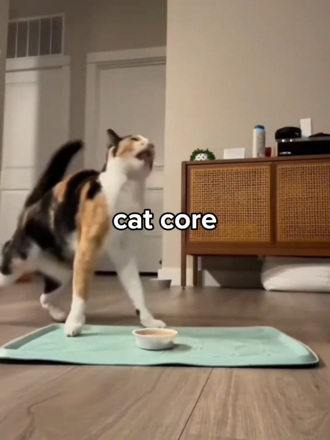 Bagian 33 | 10x lebih gede ikanya daripada kucingnya🤣 #kucing #kucinglucu #memecat #top5 #mentality 