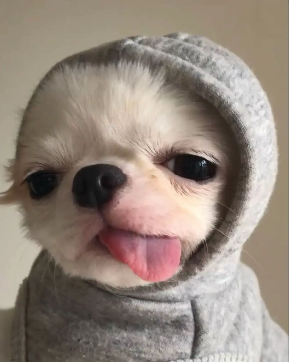 Avt cún cưng 🐶#avt #avtcute #cunyeu 