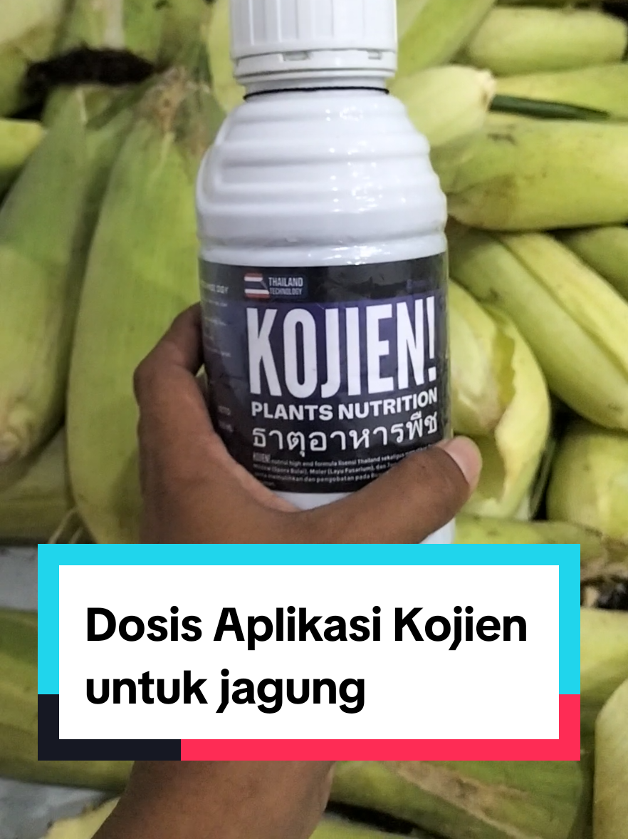 Dosis Aplikasi Kojien untuk tanaman jagung 🌽 #petani #kojien #zatstimulatortanaman 