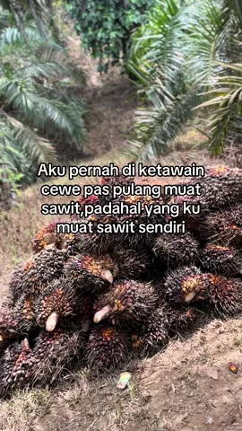 #sawittiktok🌴🌴🌴 #masukberanda #petanisawit #kerjakeras #bosmuda #mobillangsirsawit #sawit🌴 #fyp 