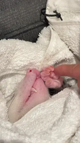 so cute#opossum #cute #babyanimals #cuteanimals #mukbang 