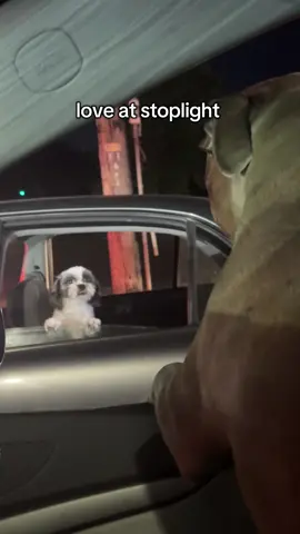 Saw this cutie earlier today 🐶 #dogstory #dogstagram #dogslife #dogslove #everettwashington 