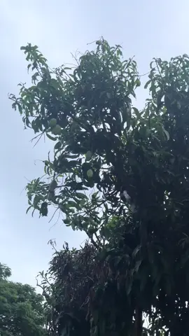 No pake yoh😭😭#4u #fyppppppppppppppppppppppp #jatuhngakak #abcxyz #manggamuda 