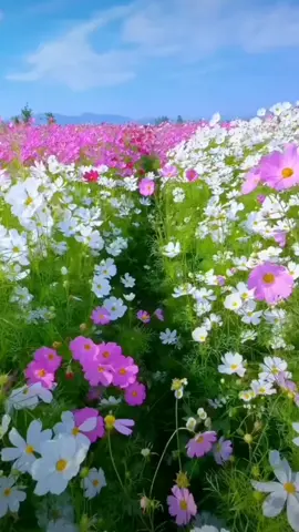 #creatorsearchinsights #Cosmos #Flor, la armonía del universo 💫💖 #belleza 