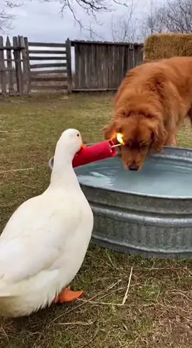 Duck Pranks Dog with TNT Again - Kaboom Gone Wrong! #Duck #Dog #funny #ForYou #dogsoftiktok 
