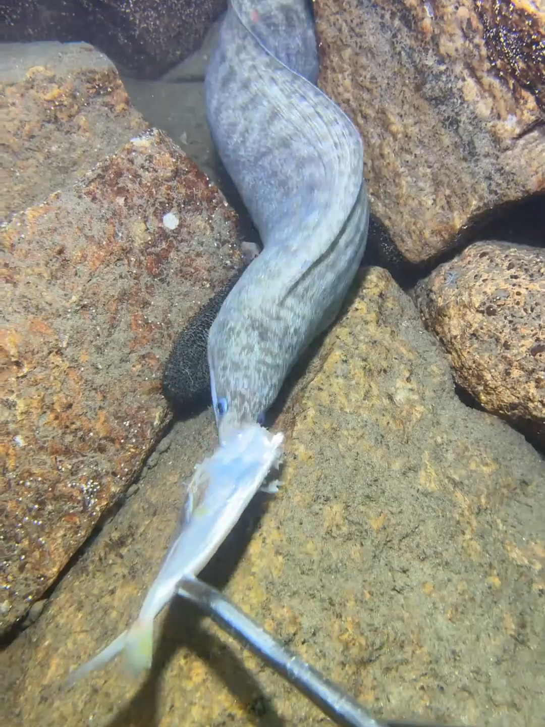 #fishing #deepsea #nemo #eels #diving #crab #lobster #beach #nature #sea #catchthesea