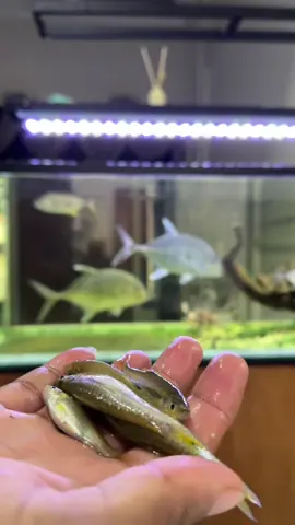 Sambaran Ikan GT - Harus Ngepel Lantai Terus #mancing #fishing #aquarium #ikanlaut 