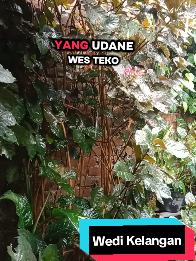 Wedi Kelangan #tembangjawa #wedikelangan#fypシ゚ 