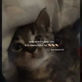 @наморгала тыыы! 💖 #люблю #тебя #рекомендации #kitty #kittycat 