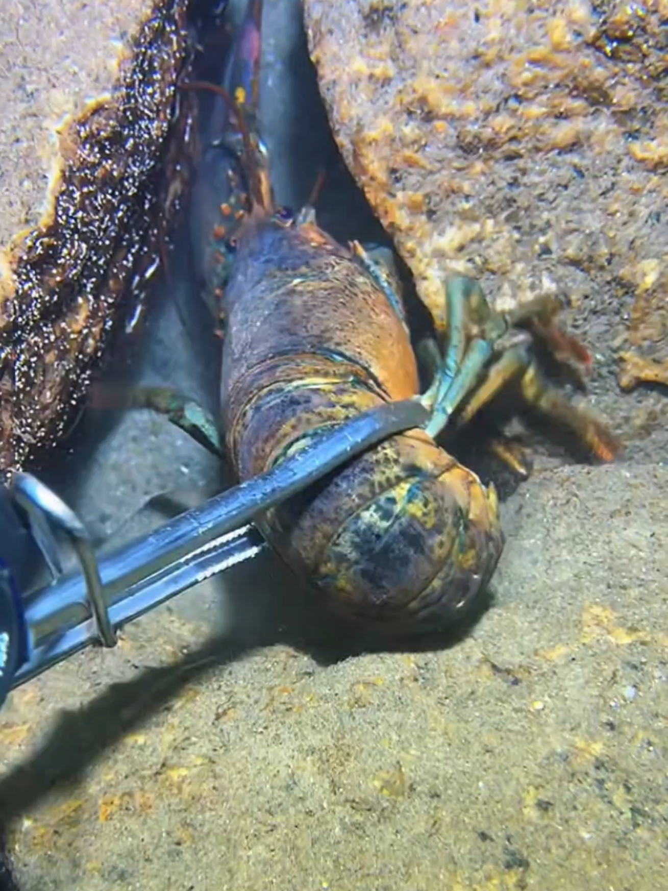 Diving to catch a big eel and a giant lobster on the sea bed. #diving #crab #catchthesea #seafood #seaside 