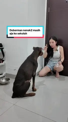 Doberman umur 6 tahun, mungkin 7 tahun. Ga tau deh berapa tahun pokonya tua ud ubanan hehehehe tetep aja bisa diajarin. Oma Dolly balik ke sekolah lagi guys…