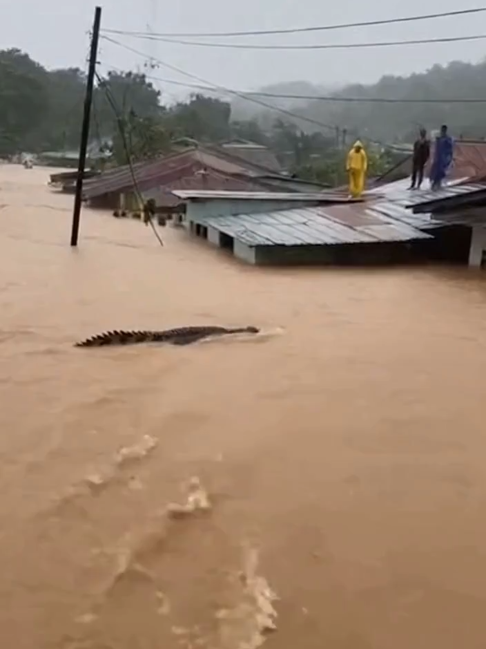 ⚠️ WARGA GEMPAR 😱 Seekor buaya muncul saat banjir melanda area pemukiman! Banyak yang nggak nyangka bisa se-real ini... 🎥 Simulasi ini dibuat dengan teknologi AI Generatif untuk menggambarkan situasi ekstrem yang bisa terjadi di sekitar manusia. Kalau kejadian ini beneran depan rumah kamu, bakal ngapain duluan? 🐊 #buayadarat🐊 #AIart #FYP #AinzEye #Videoviral #AIshorts #KejadianNyata #banjir #CCTV #RealisticAI #Indonesia #TiktokViral