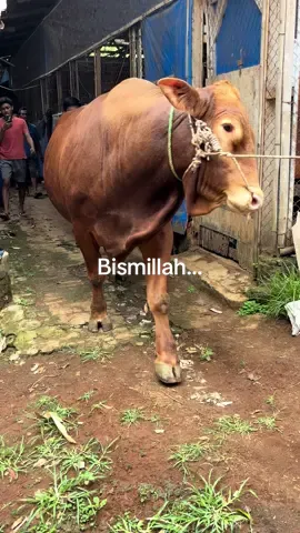 #berkahfarm #videosapi #fyp #fyppppppppppppppppppppppp #kandangsapikuningan 