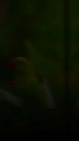 مہنگا میرا عشق یارا 🥰😘❤️ #song #viralsong #viralvideo #hearttouching #foryoupage @TiktokPakistanOfficial @TikTok 