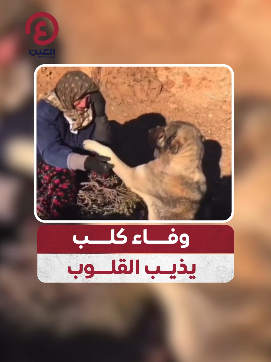 مشهد إنساني يلامس القلوب.. كلب يشعر بألم صاحبته المفجوعة بوفاة زوجها، فيحاول مواساتها بنظراته ووجوده بجانبها 🐶🤍 #عينك_على_العالم