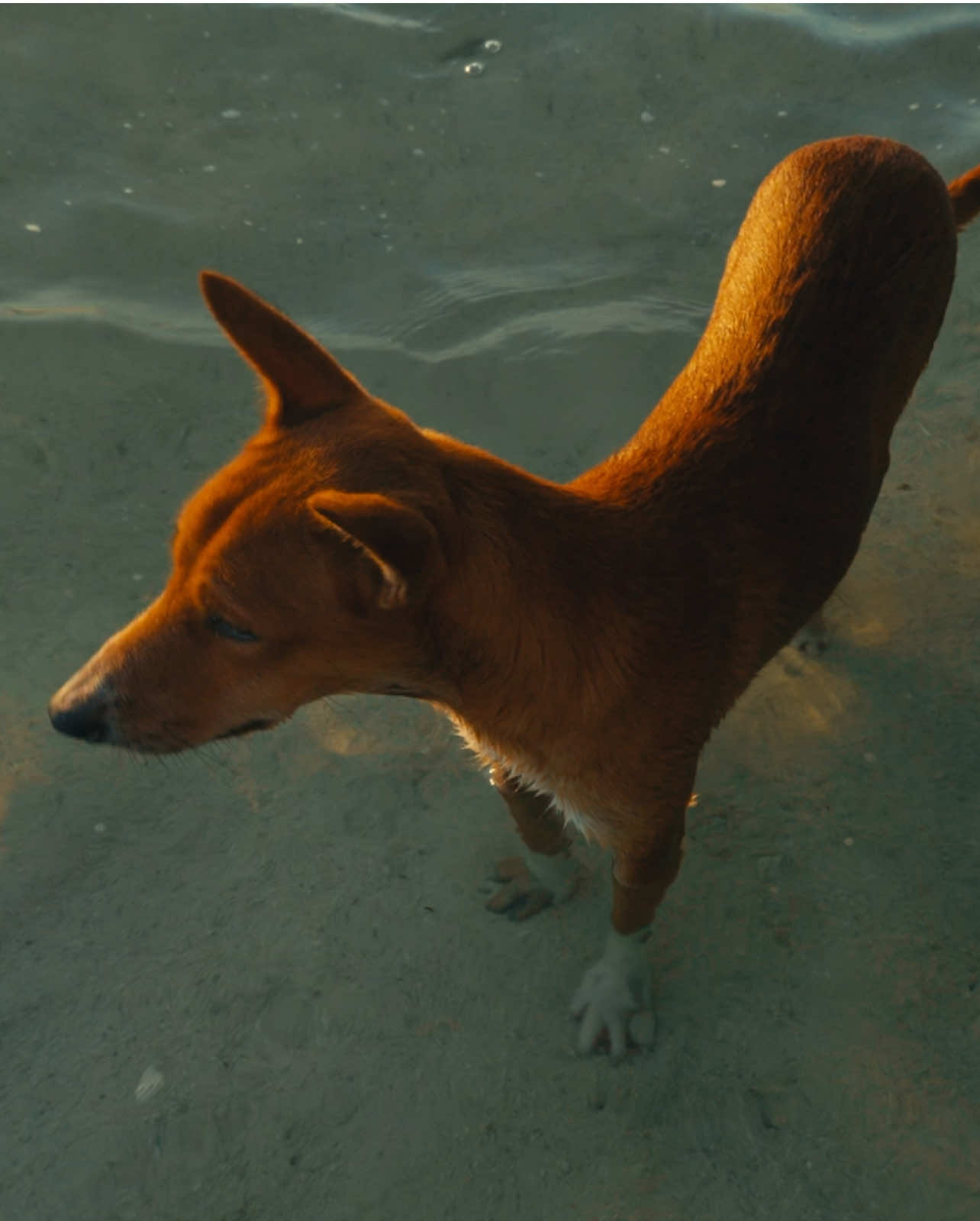A Dog’s Secret Beach | filler | #cinematography #fyp #filmmakersoftiktok #edit #travel 