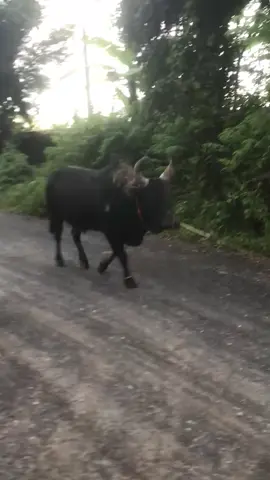 ฝากเป็นกำลังใจให้ด้วยค้าบ30คุ้✌️ส.หนองบัวใหญ่🤟🏻❤️#โหนดเพชรรุ้งเรืองชัย_นํ้าโค้ก #สนามกีฬาชนโคหนองบัวใหญ่ #ไม่ไช่การทารุณกรรมสัตว์🐂 