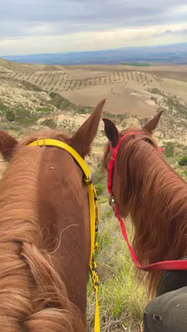 #fyp #خيل_وخياله🐎 #السمرة #fyp #حب 
