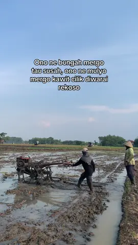 Sinau rekoso kawit cilik ora ono rugine🌾🌾🌾 #petani #peranimilenial #petaniindonesia🇮🇩🇮🇩🇮🇩🌿🌿 #traktor #fyp 