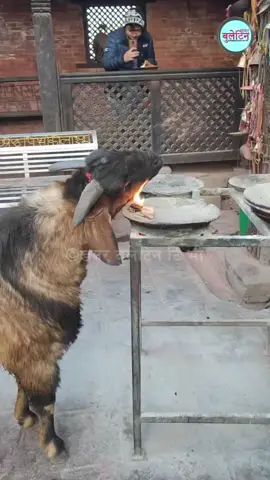साँच्चै भिडियोमा भनेको जस्तो संकट उत्पन्न वा अनिष्ट होला त नेपालमा? हुदैँन भने बोकाले यस्तो गर्नुको कारण के होला? सभ्य कमेन्ट गर्नुस हैं।🥺🥺  #viralreelschallenge #highlights #everyoneシ゚ #reelsfypシ #foryouシ 