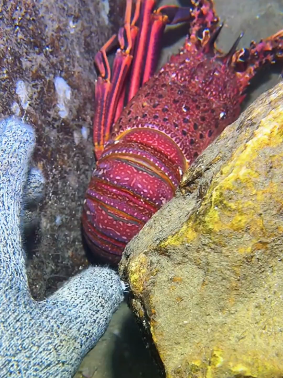 #diving #crab #catchthesea #seafood #seaside 