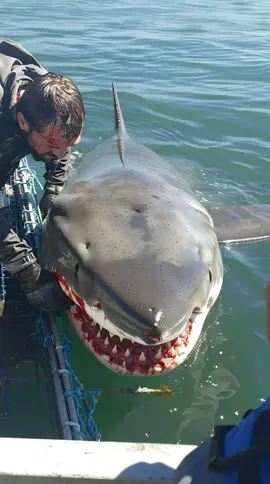 Fishermen kisses great white shark on his forehead! Real or Fake? Drop down below🦈
