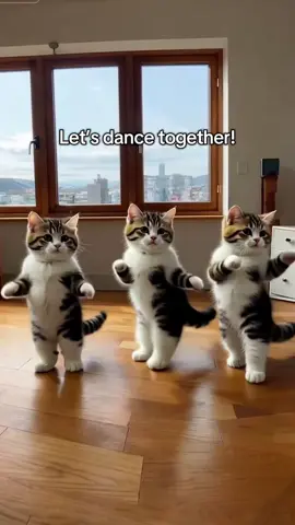 Dance together! #fyp #dance #cat #tiktoknew 