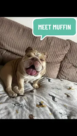 Meet Muffin, our rescue Old English Bulldog 🤍🐶 #dogs #englishbulldog #fyp #rescuedog 