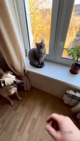 🐶🐱 Абсурдный Котопёс — Эпизод 5 🤖 Авторский абсурд и юмор от Бредократии #Бредократия #АбсурдныйКотопёс #юмор #ИИ