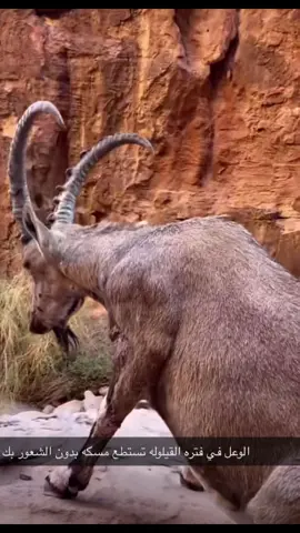 #مصر_السعودية