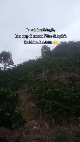 bener po ra.. kok ngeyel. 😏 banyak #story #storywa #sad #petanimuda #petanikopi 