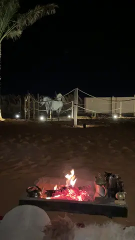 اسقبال ميهاب للشتوية #اكسبلور #خيل_وخياله🐎 #شتاء_البرد_اجواء_شتويه #foryou #fyp 