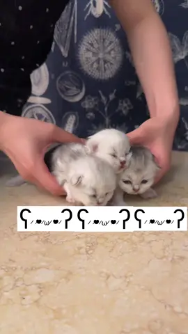 โตขึ้นแล้วจะหลอกมากแค่ใหนคะ#แมว #สัตว์เลี้ยง 