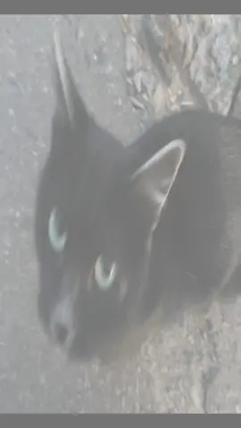 #blackcat #cat #fyp #viral #cutecore🎀🦴🍮🐾 