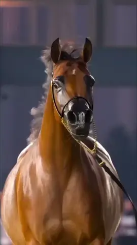 #horse #arbianhorse 