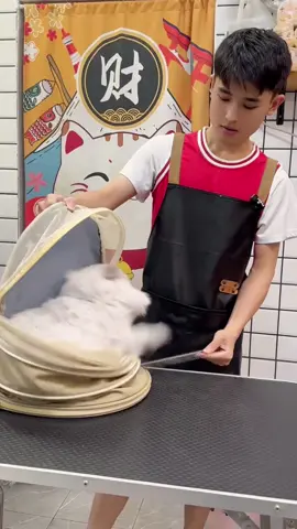 #🛁 #foryou #difficult #petcat #tiktok 