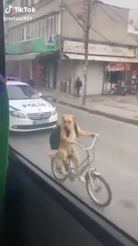 #buradasokaklarfazlacadar #köpek #dog 