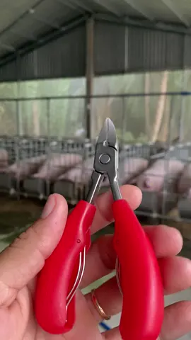 Kìm bấm nanh cho heo, lợn con đầy đủ màu sắc #kimbamnanhheo #catnanhchoheocon