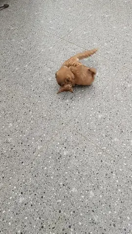 #animals #cute 