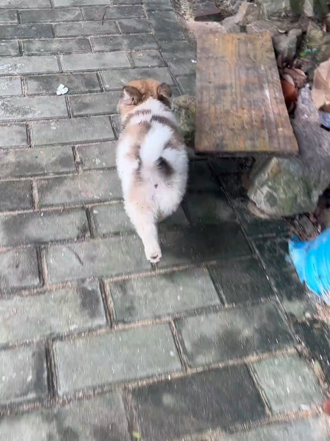 #forypupage #viralshorts #cuteanimals #doggo #@every