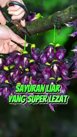 macam2 sayuran liar 