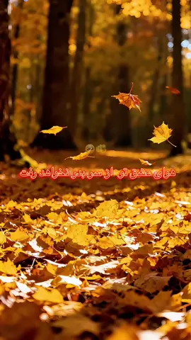 #🍁🍂 #احمدظاهر 