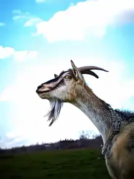 the goats #messi #football #fyp #cr7 #viral 