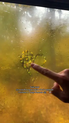 Ловити красу жовтня 🍂🦆🍁🪵