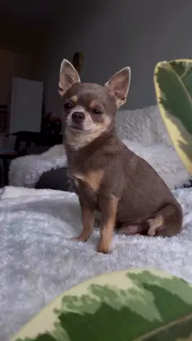 Featuring #puppy • yuliya__black #chihuahua #puppytiktok #puppies