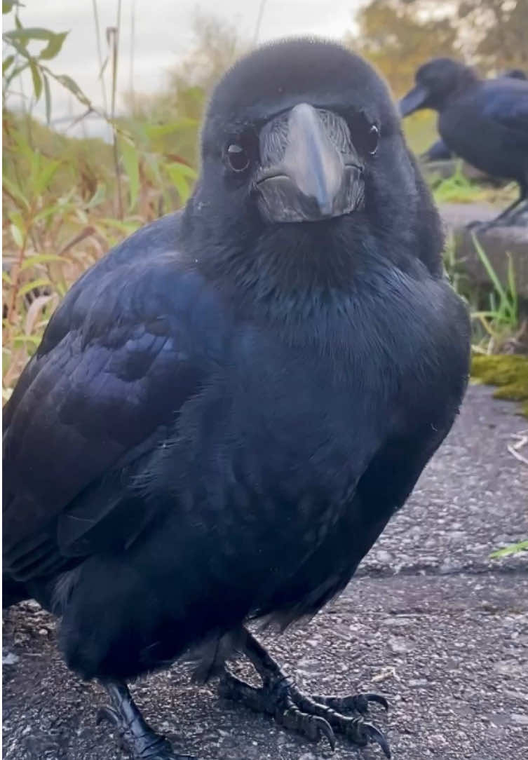 I’m still away from my feathered friends 🥺  Made this little clip from an old video — missing them and hoping they’re all doing well 🐦‍⬛✨ #rakasuthecrow  #crow #crowlovers #カラス #crowtok 