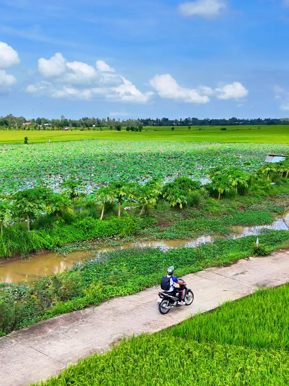 CON ĐƯỜNG HOA SEN GẦN CHÙA NÚI NỔI #onggiao #nhac #canhdep #xuhuong #thinhhanh 