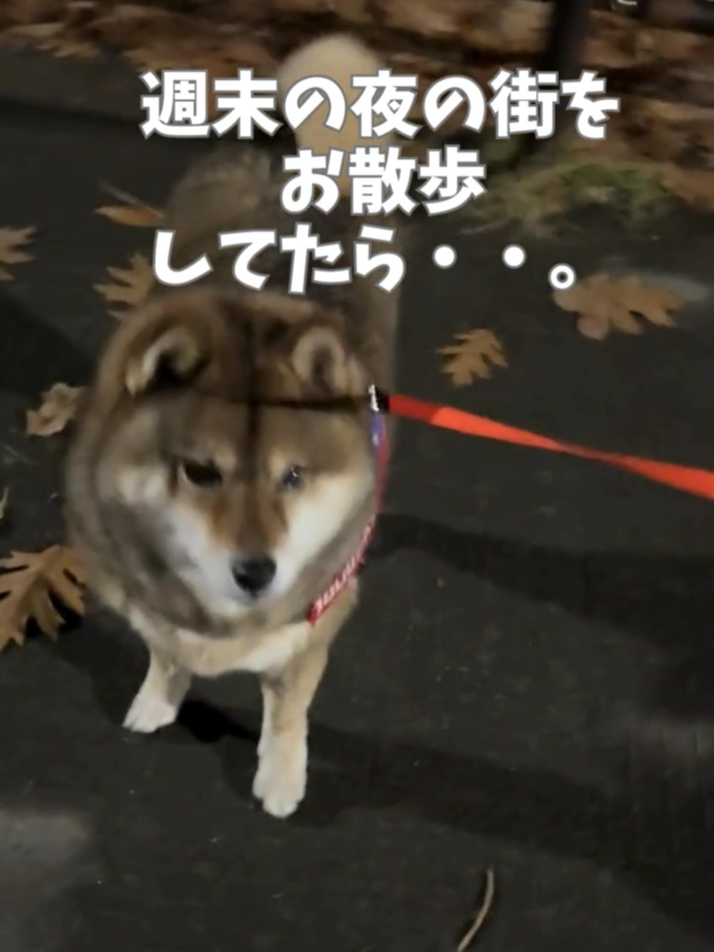 過去投稿のリメイクです！#柴犬